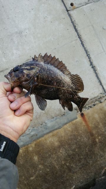 りんくう釣り護岸