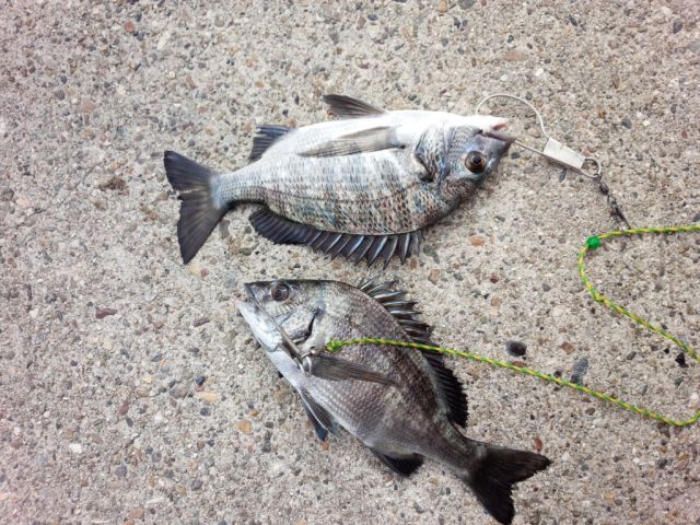 新舞子マリンパーク