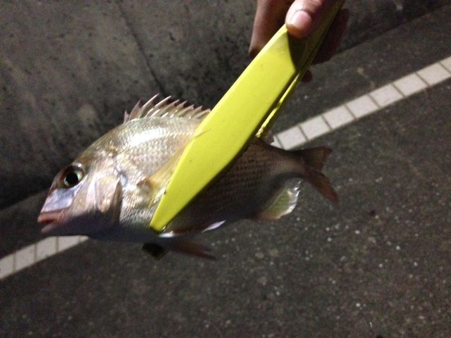 和歌山マリーナシティ海釣り公園